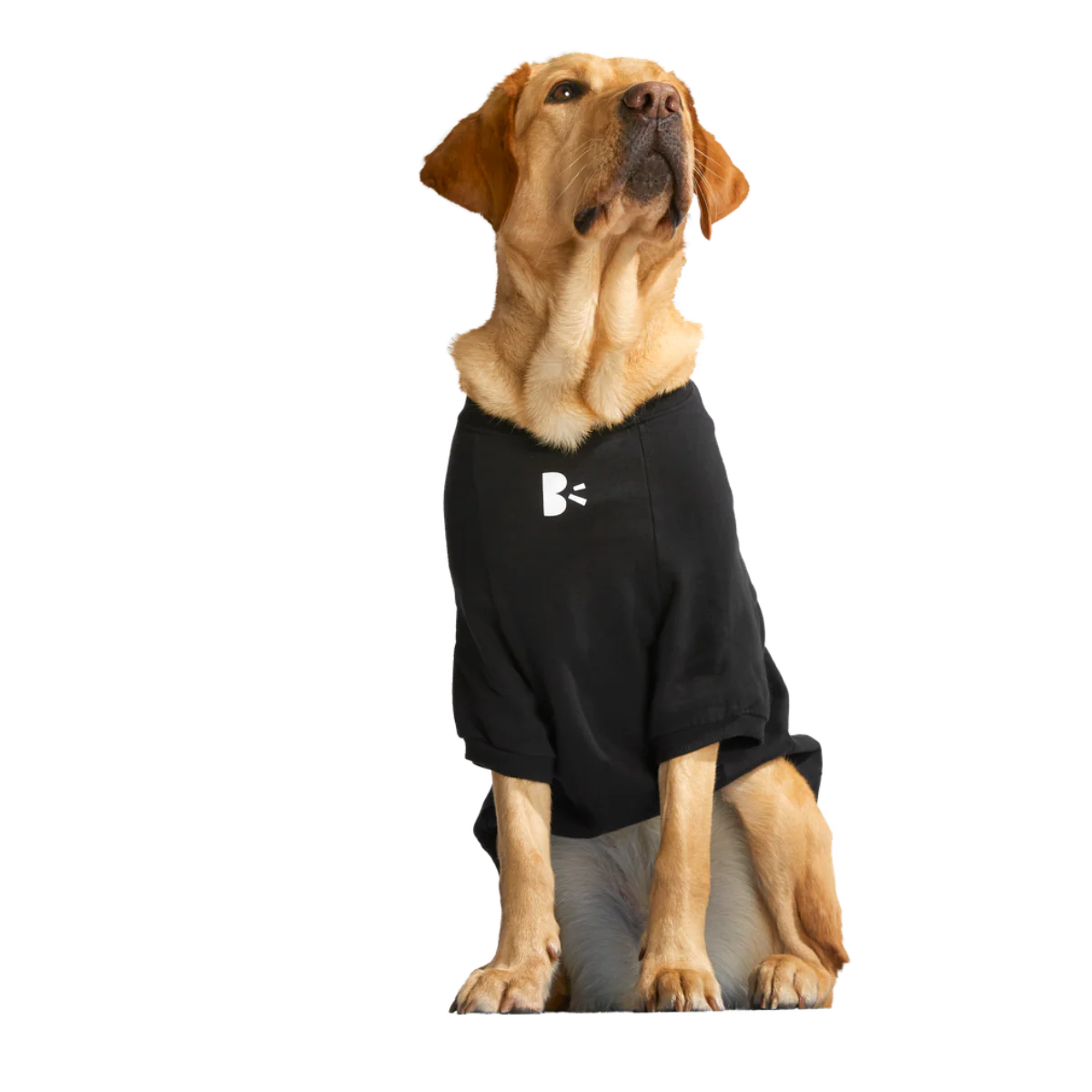Anti-Squirrel Squirrel Club Dog Sweatshirt - Image 12