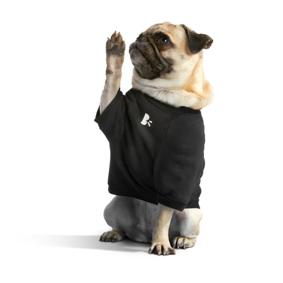 Anti-Squirrel Squirrel Club Dog Sweatshirt - Image 6