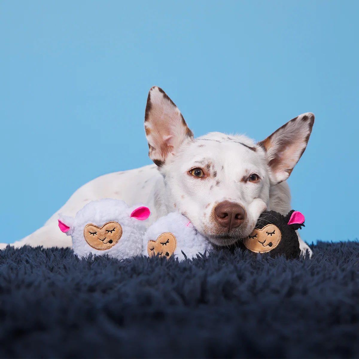Baa Baa Bark Sheep Plush Multi-Part + Fetch Dog Toy - Image 4