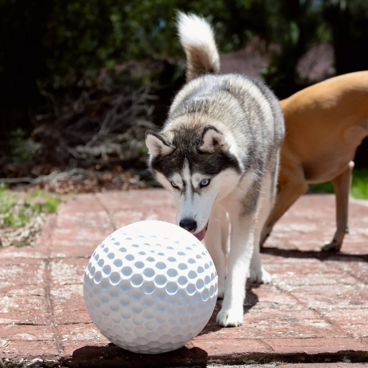 Big Swing Golf Ball Super Chewer Durable Extra-Large Fetch Dog Toy - Image 6