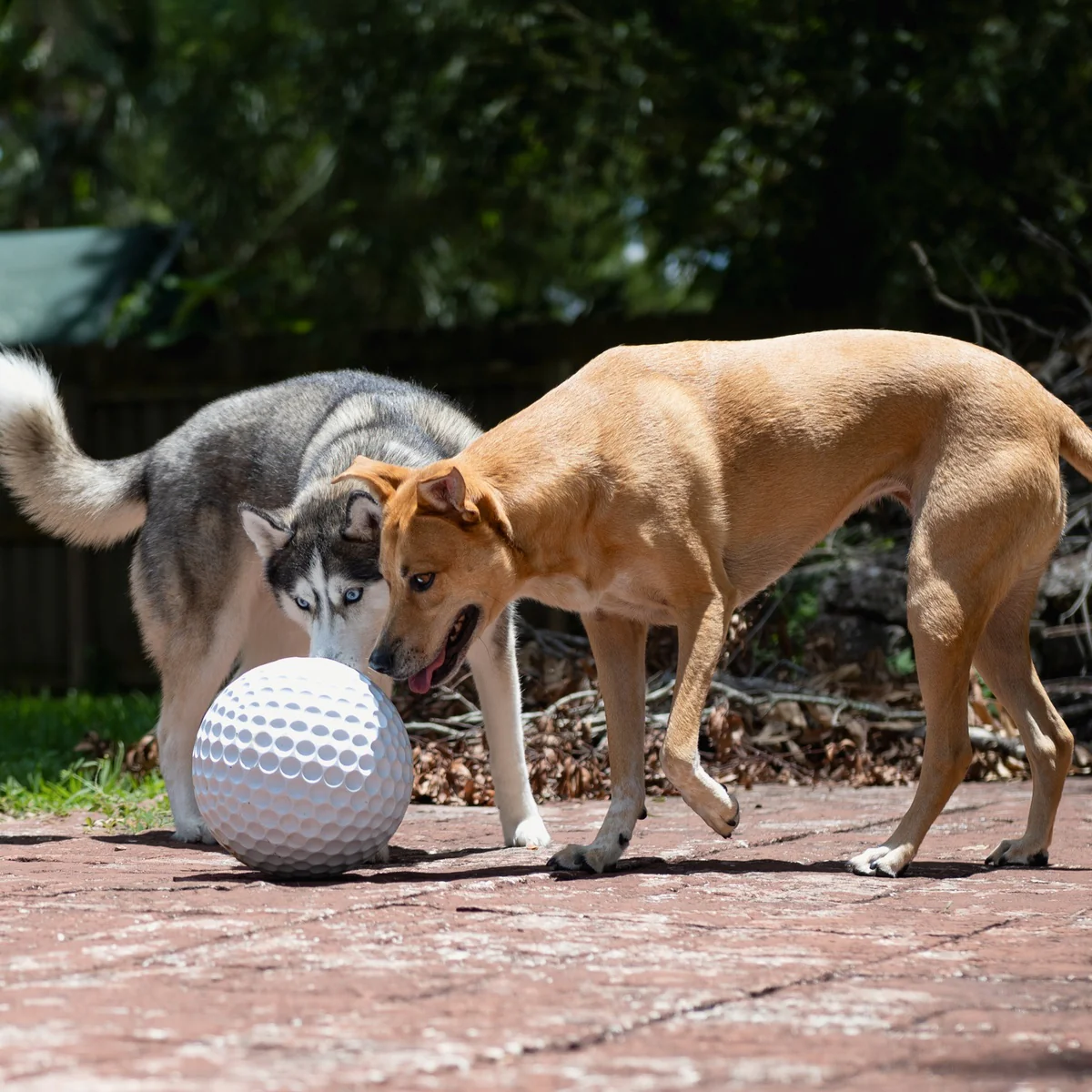 Big Swing Golf Ball Super Chewer Durable Extra-Large Fetch Dog Toy - Image 7