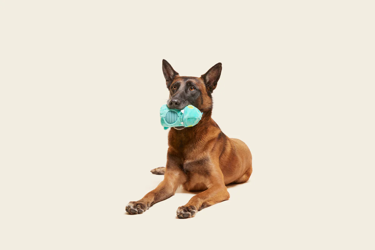 Chomposaurus Super Chewer Durable 2-in-1 Rip and Reveal Dog Toy - Image 7