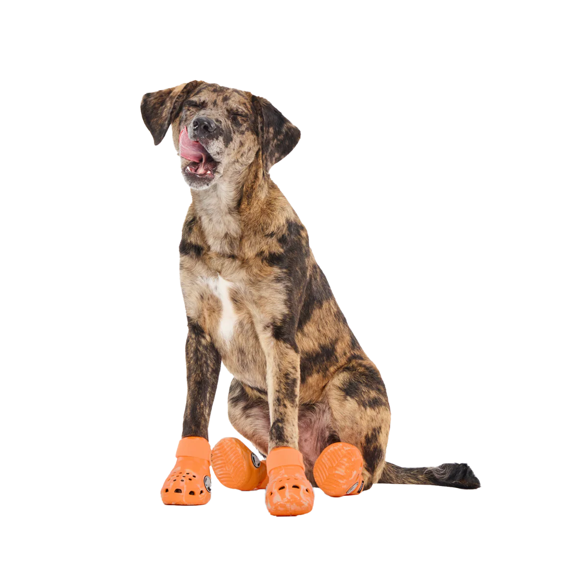 Crocs™ Shoes For Dogs - Image 5