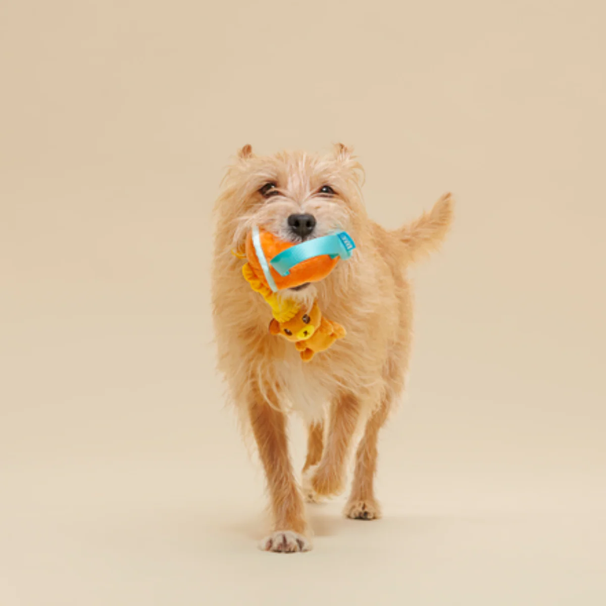 Dog Toddy - Image 3