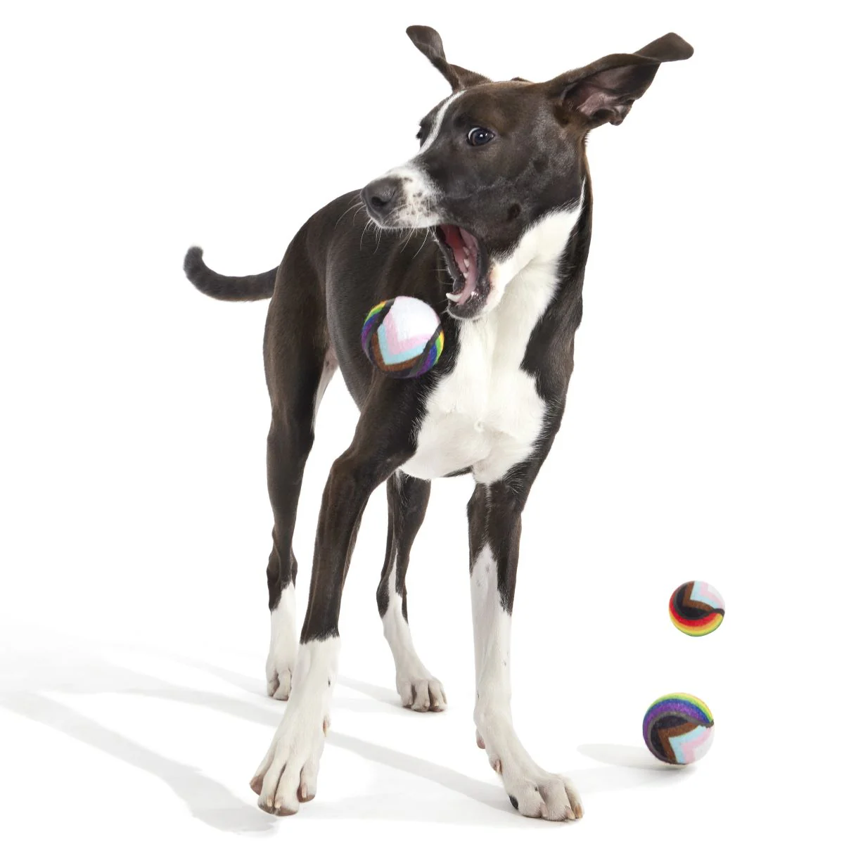 Fetch is Fetch - Image 5