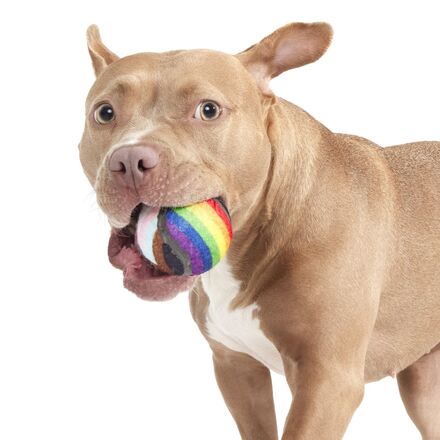 Fetch is Fetch - Image 7
