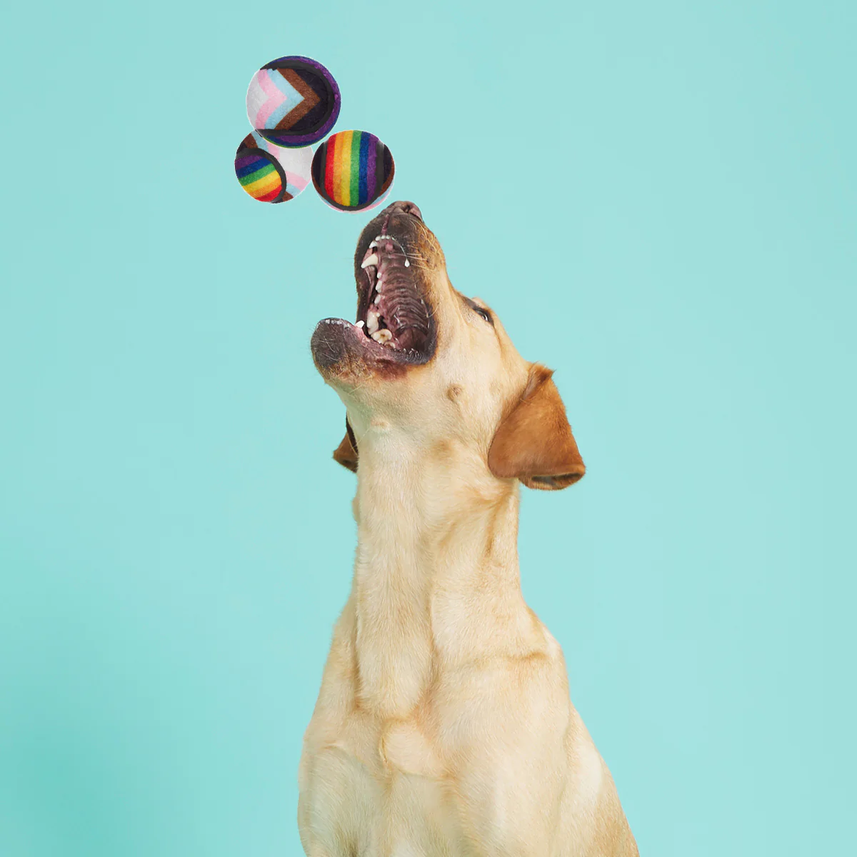 Fetch is Fetch - Image 8