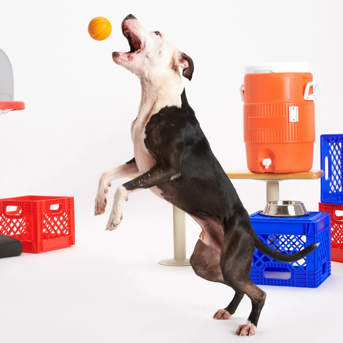 Free Throw Basketball Super Chewer Durable Fetch Dog Toy - Image 3