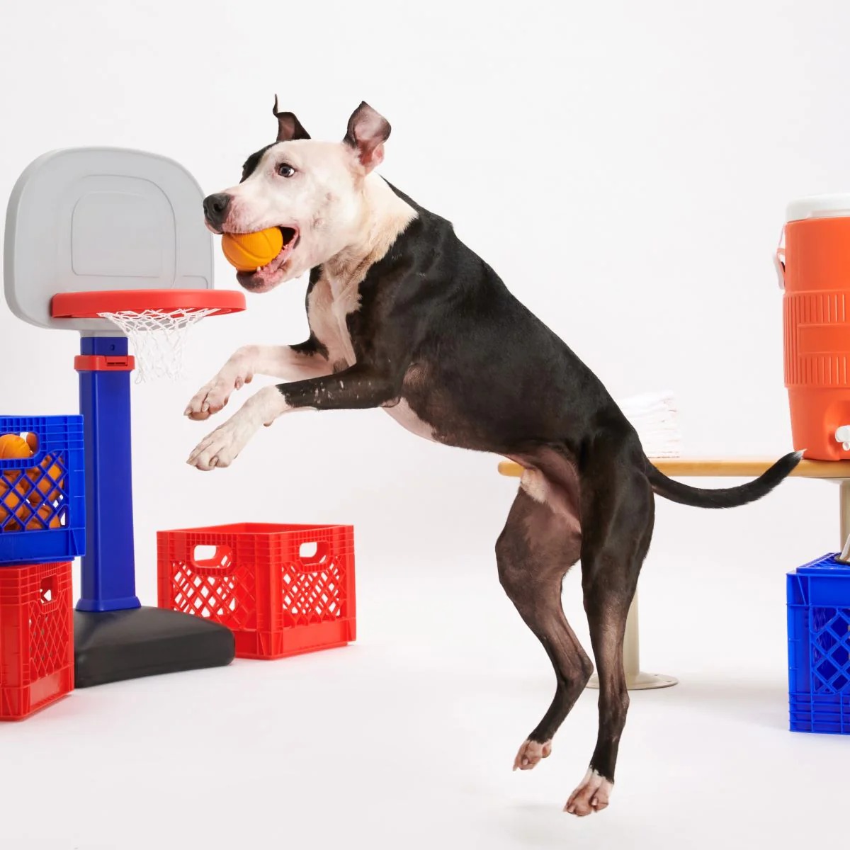 Free Throw Basketball Super Chewer Durable Fetch Dog Toy - Image 4
