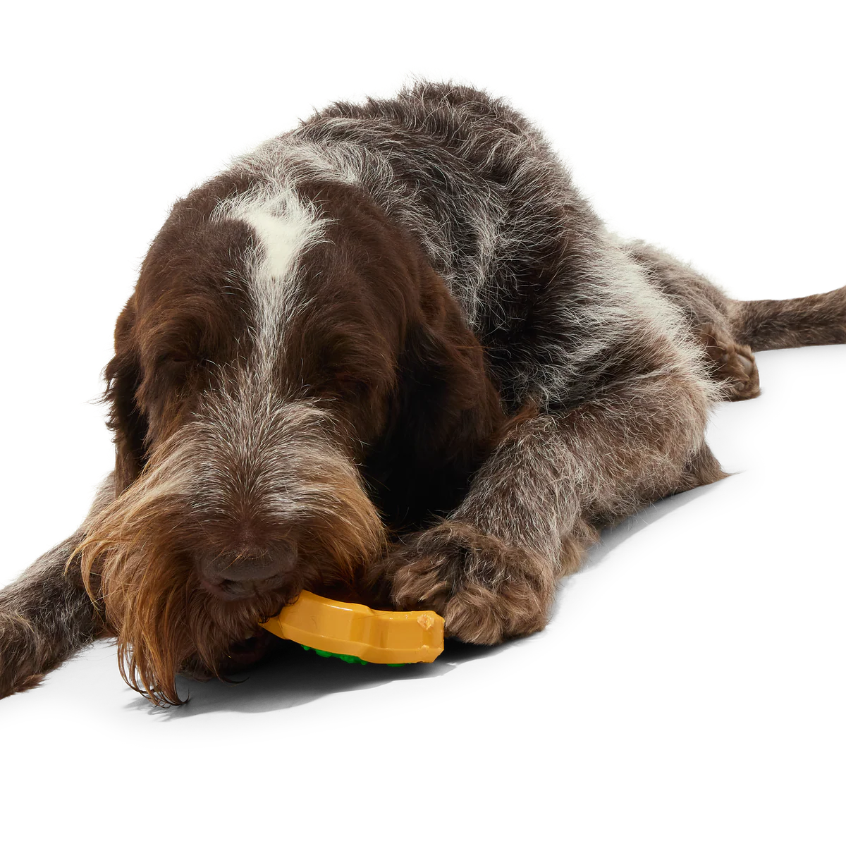 Hard-Baked Sugrrrr Cookie Super Chewer Durable Gnaw + Enrichment Dog Toy - Image 4