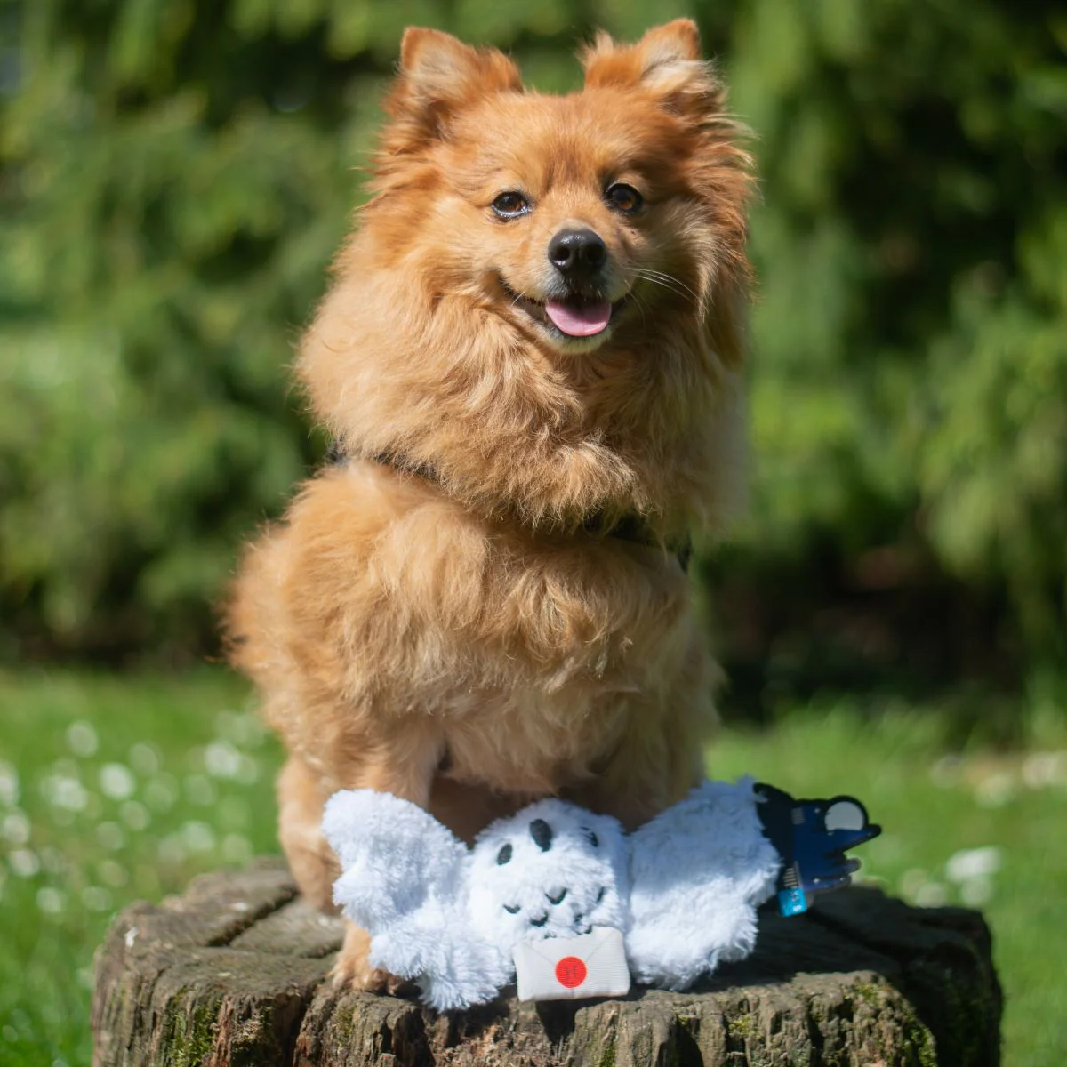 Hedwig™ Plush Tug Dog Toy - Image 4