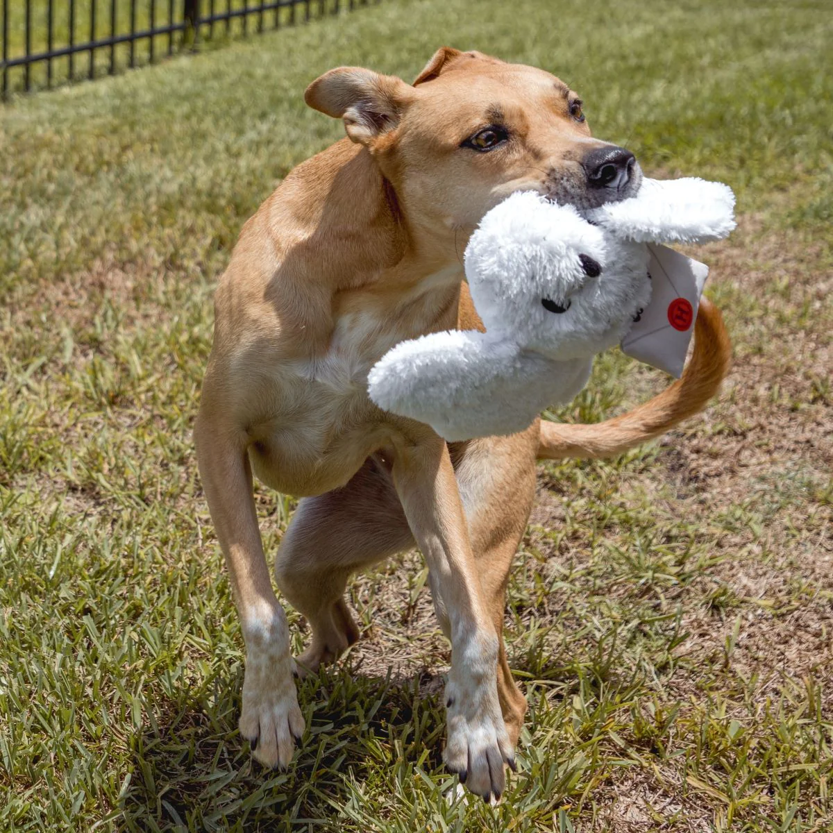 Hedwig™ Plush Tug Dog Toy - Image 7
