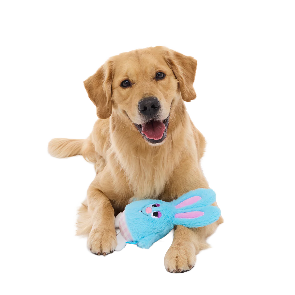 Little Bun Blue Plush Tug Dog Toy - Image 3