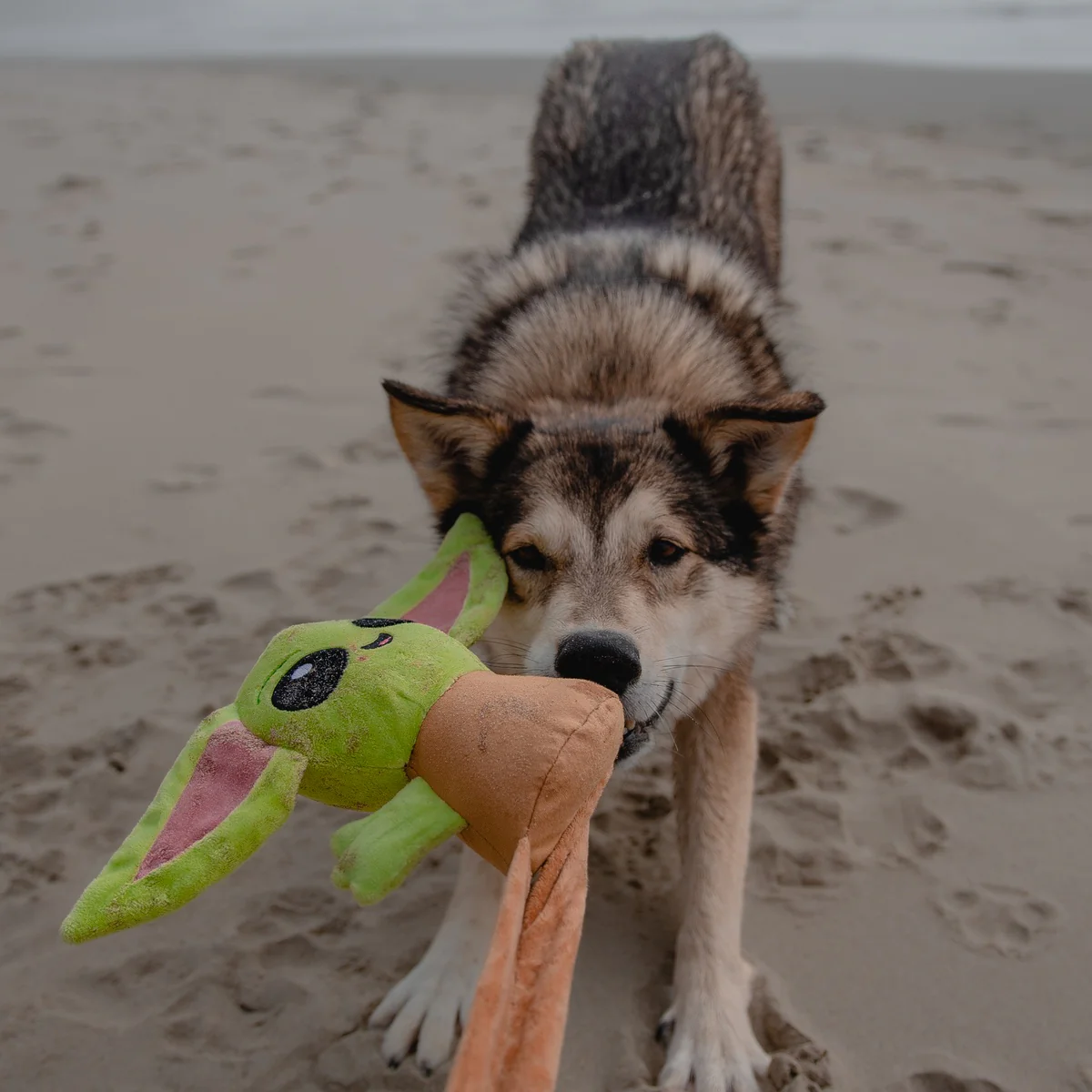 Ride along Grogu™ Plush Wearable Tug Dog Toy - Image 3