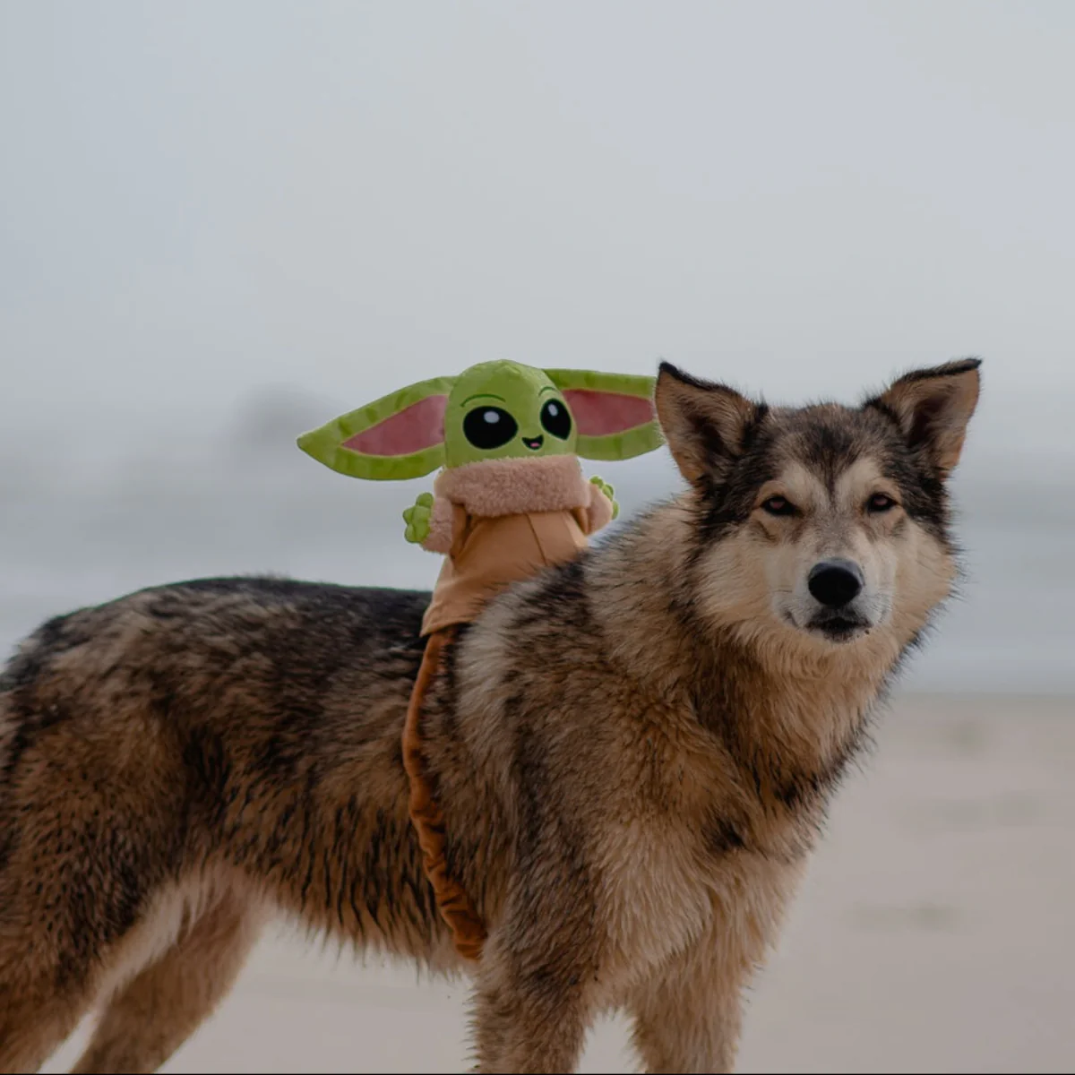 Ride along Grogu™ Plush Wearable Tug Dog Toy - Image 4