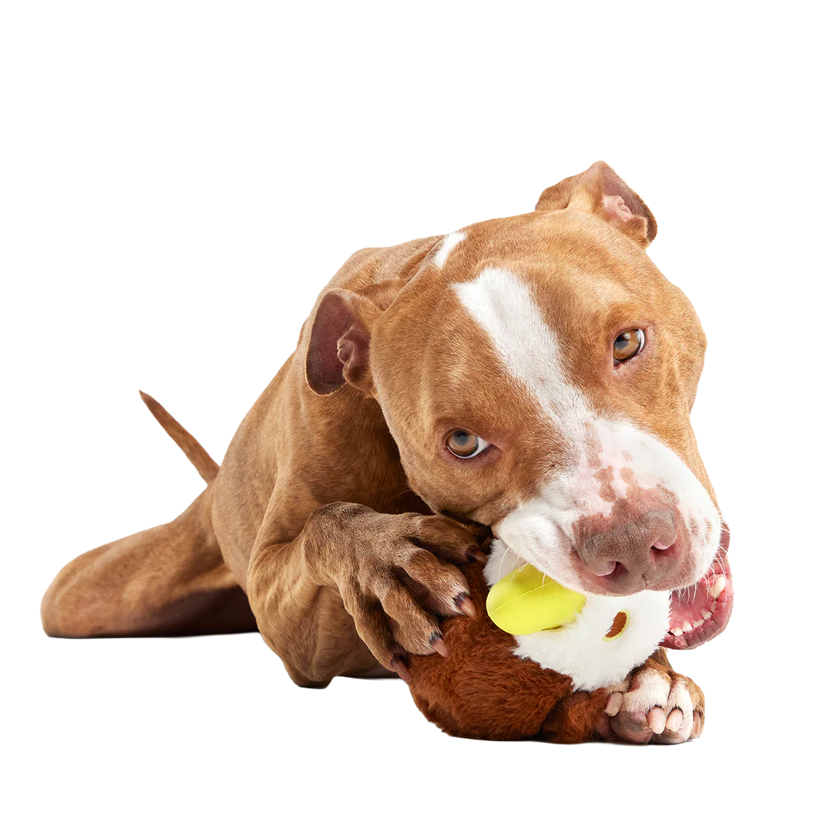 Rock Creek Eagle Super Chewer Durable 2-in-1 + Enrichment Dog Toy - Image 5