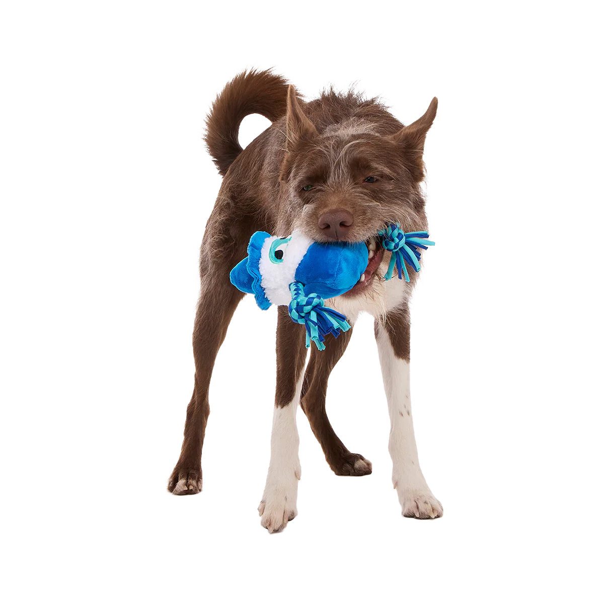 Smellcaster Merlin Plush Tug Dog Toy - Image 3