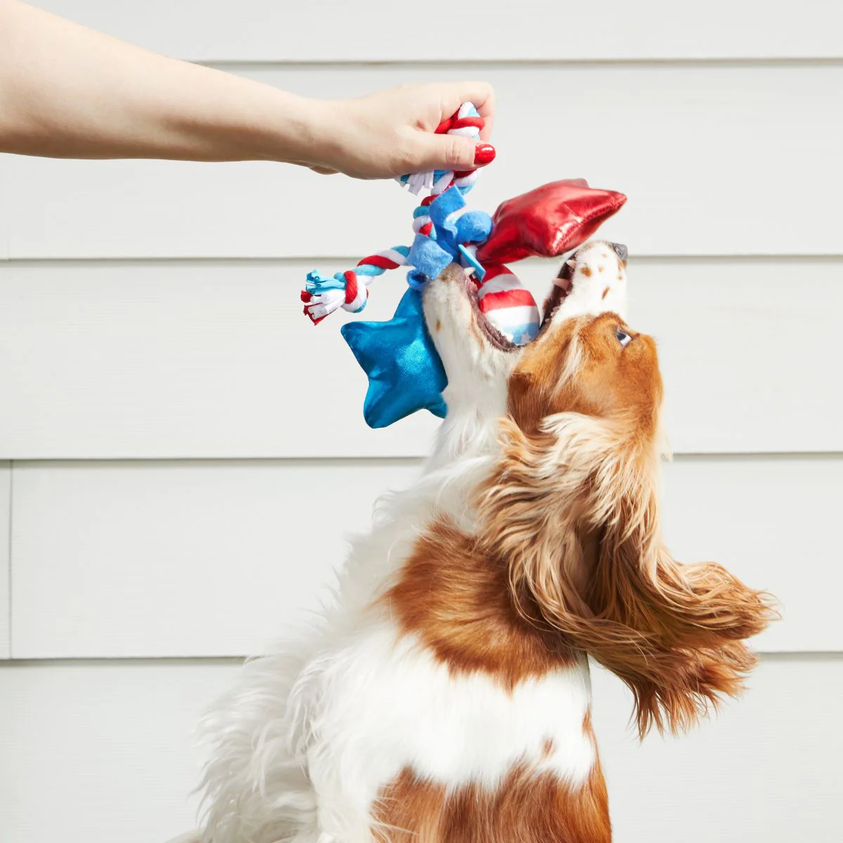 Star Spangles Plush Tug Dog Toy - Image 2