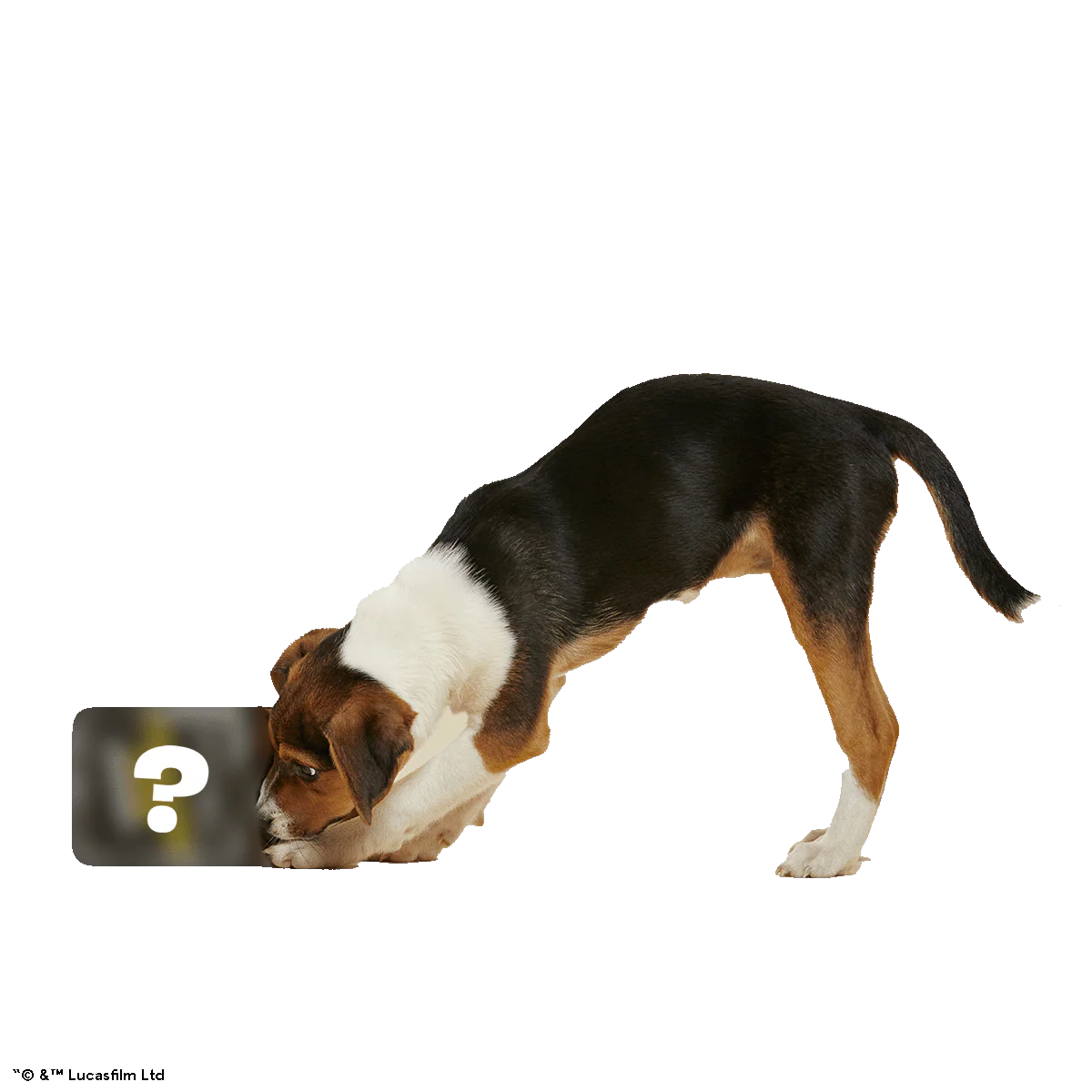 Star Wars™ Creature Club, Plush Monthly Dog Toys - Image 6