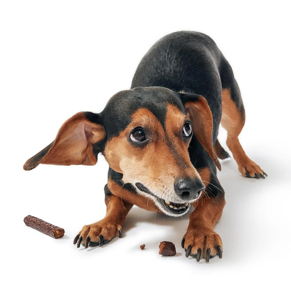 Duck Thinkers Stick Duck Soft & Chewy Dog Treats - Image 5