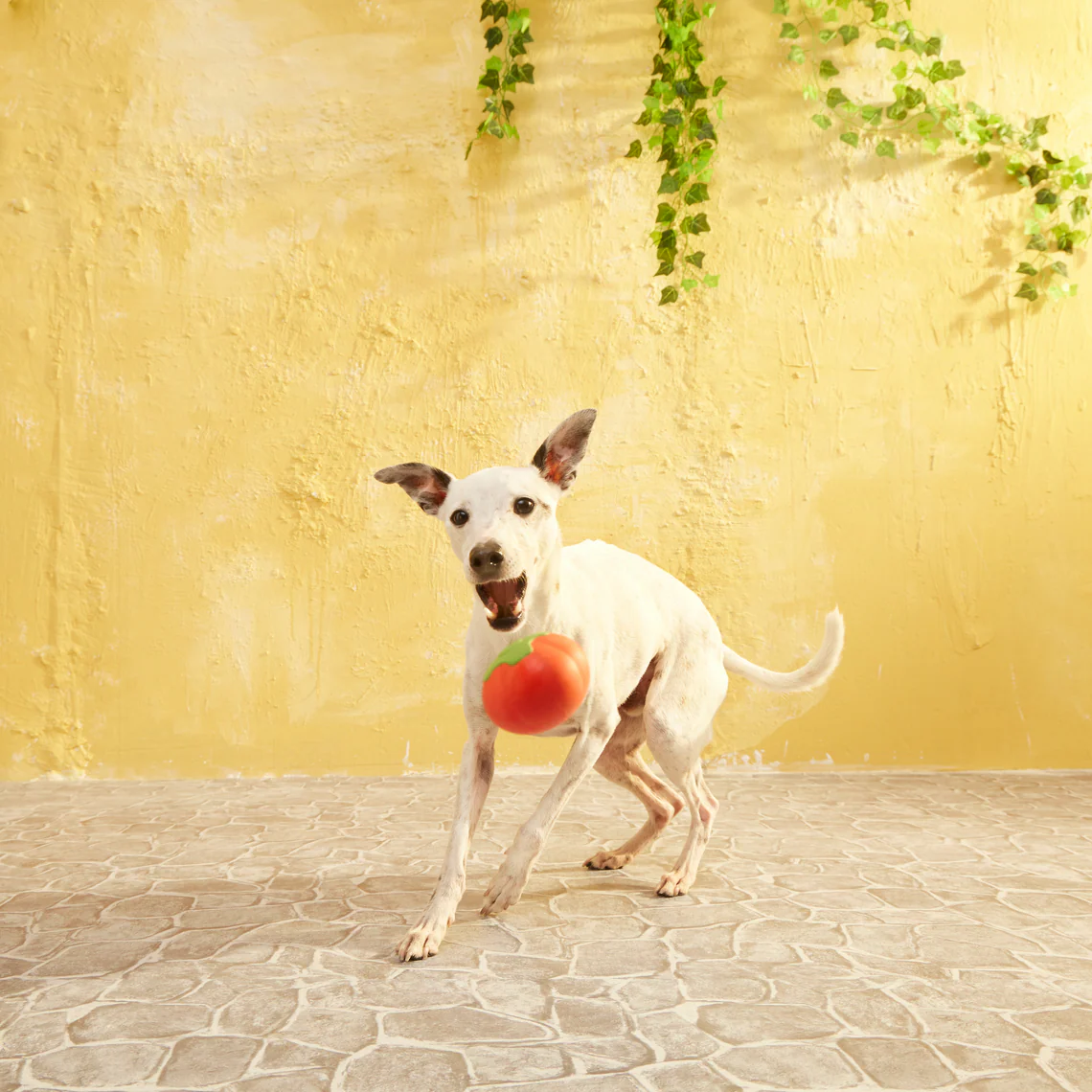 Tomato Tomutto - Image 5