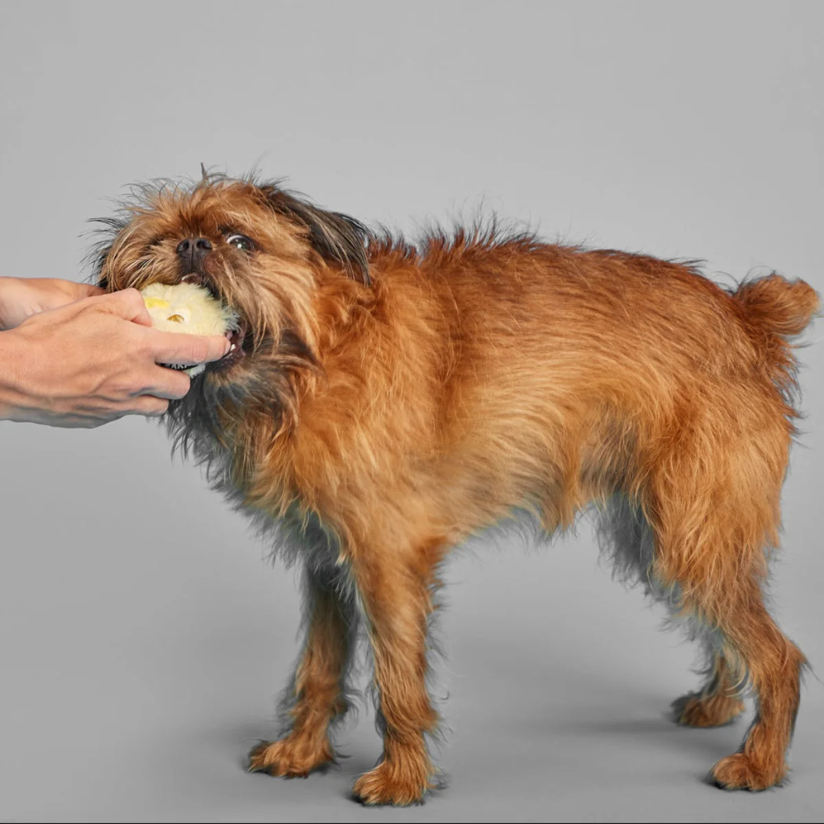 Tough Chick Super Chewer Durable 2-in-1 Dog Toy - Image 8