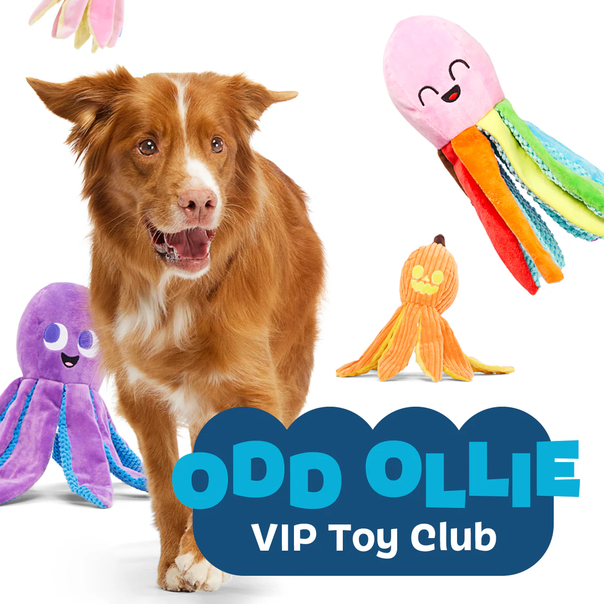 Undead Ollie the Octopus Club - Image 7
